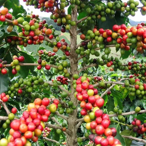 Vista 6 de Semillas de frutas para plantar (100 semillas de fruta del dragón)
