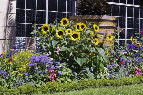 Vista 3 de Kit de cultivo de semillas de girasol enano para plantar, semillas, macetas de turba y vainas de tierra