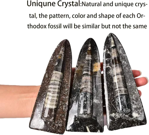 Vista 4 de JIC Gem Orthoceras Fossil Frome Marruecos (5-6 pulgadas)