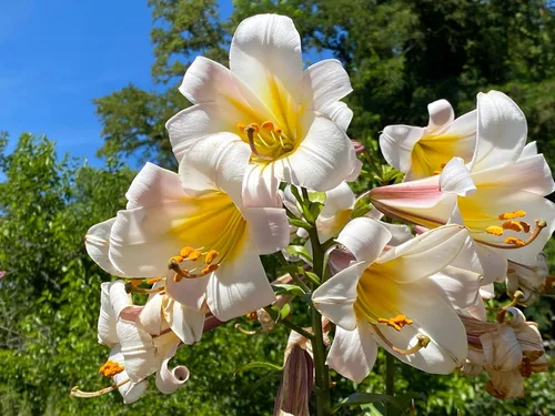 Vista 4 de 10 semillas de flores blancas y rosas de Royal / King's Lilium Regale