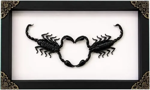 Vista 46 de 2 Real Dragonfly Specimens Shadow Box Framed Insect Display Oddities Curiosities Entomology Collection Natural History Wall Decor Gift for Nature