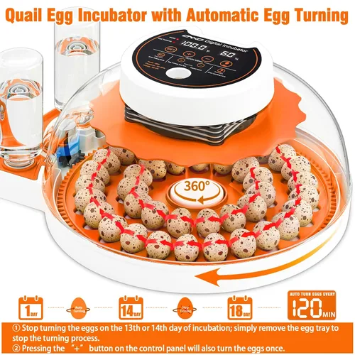 Vista 3 de Incubadora de huevos de codorniz con girador automático y control de humedad, incubadora de aves capaz de incubar 40 huevos de codorniz, incubadoras