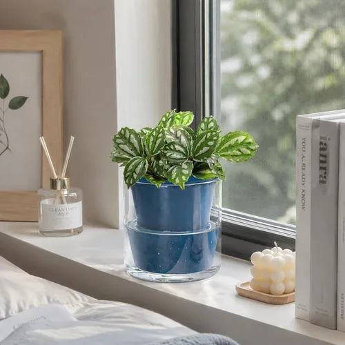 Vista 3 de D'vine Dev Maceta de Diseño de Riego Automático de 4 Pulgadas para Plantas de Interior, Maceta de Terracota Azul con Vaso Cilíndrico de Vidrio