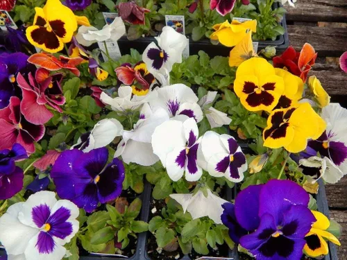 Vista 4 de Flores Viola Swiss Giant Mix - 80 Semillas