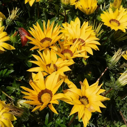Vista 2 de Gazania - Semillas de margaritas para plantar, más de 100 semillas mixtas de Gazania, flor perenne, semillas de Gazania sin OMG para jardín y hogar