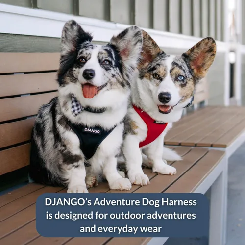 Vista 8 de DJANGO Arnés para perro Adventure - Acolchado y ajustable - Negro, pequeño