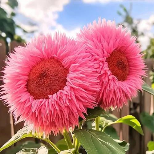 Vista 4 de Más de 100 semillas de girasol raras para plantar, semillas de girasol de oso de peluche gigante, perennes, flores de reliquia sin OMG que atraen a