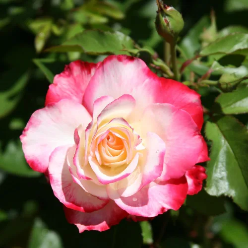 Vista 5 de Rosas de reliquia Grandiflora, planta de raíz propia viva para jardín al aire libre, Cherry Parfait™, ligeramente fragantes, zonas de rusticidad