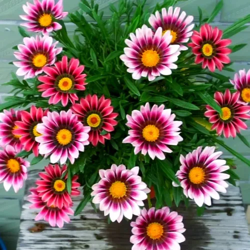 Vista 2 de Gazania Rigens Seeds: 300 piezas Premium Mix - Tolerantes al calor, flores ornamentales resistentes de floración prolongada para patio, paisajismo