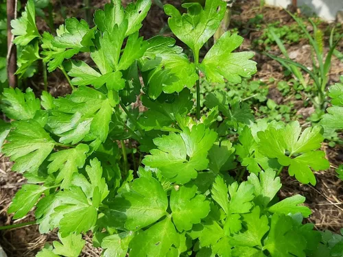 Vista 2 de Semillas de hoja plana Perejil Italiano Interior Heirloom Vegetal para plantar Semillas sin OMG 2000