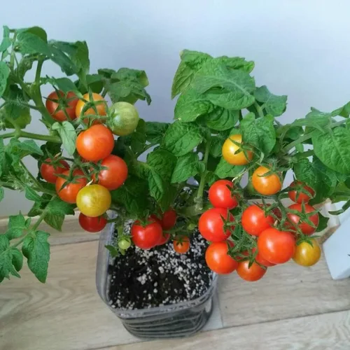Vista 2 de Más de 40 semillas de tomate enano de interior durante todo el año - Rojo vegetal