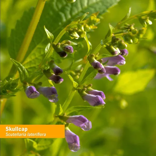Vista 8 de Herb Pharm Skullcap - Extracto de hierbas líquido: hierba tradicional relajante Skullcap Apoyo tradicional para la mente tranquila Sin OMG, sin