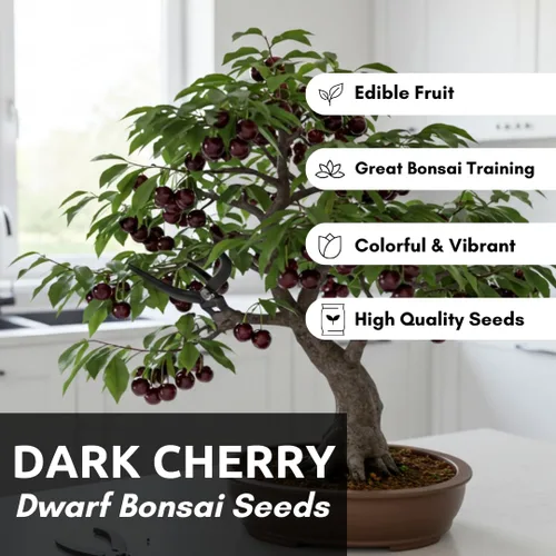 Vista 2 de Plántula de Árbol Frutal Bonsái Enano de Cerezo Negro Vivo - Prunus serotina, Ideal para Plantación en Patios de Casa y Jardín, Plántula en Estado
