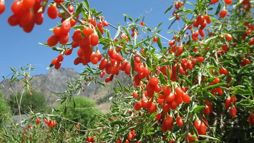 Vista 6 de Goji Berry 50 Semillas – Lycium Chinense/Lycium Barbarum, planta de Wolfberry china, súper fruta perenne sin OMG, semillas de bayas de Goji fáciles