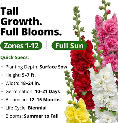 Vista 340 de HOME GROWN Semillas de Hollyhock de doble mezcla de Chater, 200 semillas