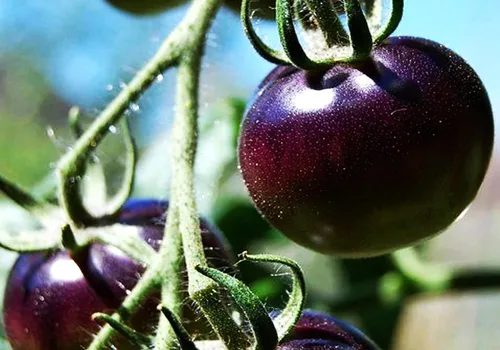 Vista 3 de Semillas de tomate morado raras 30+ semillas para plantar tomate indeterminado