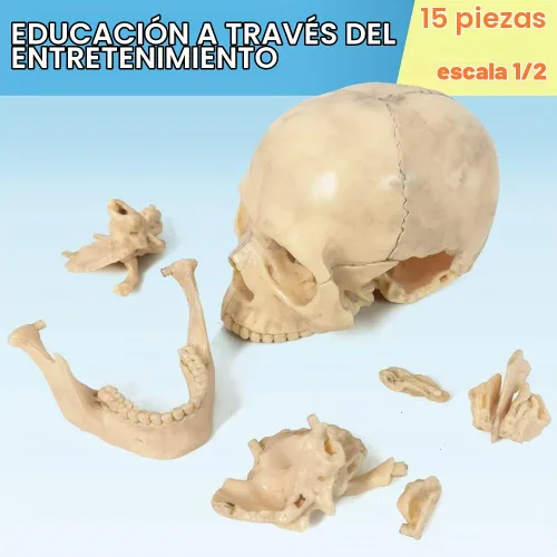 Vista 4 de Modelo de cráneo humano, 15 piezas didácticas de la anatomía explosionada del tamaño de la palma del cráneo Color de hueso