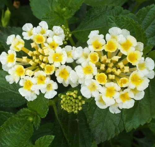Vista 4 de Lantana Mix 100+ Semillas Plantación de Flores para Exterior