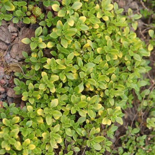 Vista 2 de Semillas de jardín de hierbas de tomillo - Común - Paquete de 500 mg - Sin OMG, semillas de jardinería herbaria y microgreens