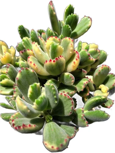 Vista 12 de Suculenta viva de 4 pulgadas "Baby Toes Fenestraria Rhopalophylla, plantas suculentas vivas completamente enraizadas, planta