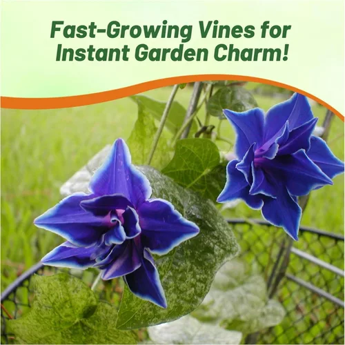 Vista 6 de Outsidepride Blue Picotee Morning Glory Seeds - 50 unidades. Semillas de flores anuales, trepadoras y enredaderas para plantar grandes flores azules