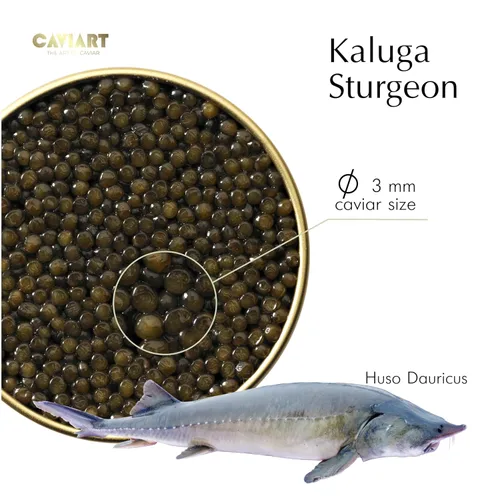 Vista 3 de Kaluga Sturgeon Caviar, Caviart Supreme Sturgeon Roe, Malossol 1 oz 0.99 oz