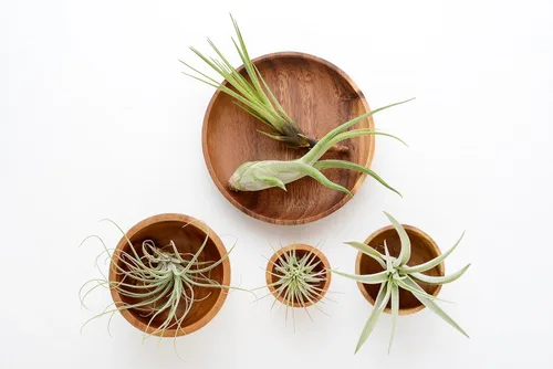 Vista 4 de Tillandsia Plantas de aire vivas de interior (paquete de 100), plantas de aire, recuerdos de fiesta a granel o recuerdos de boda, plantas vivas