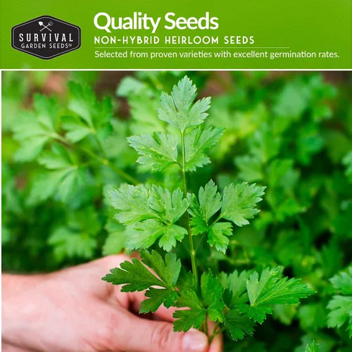 Vista 3 de Colección de semillas de perejil – 3 variedades: semillas de perejil italiano, rizadas, de hoja plana para plantar en interiores o exteriores