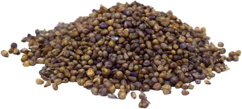 Vista 3 de Hancock Seed Co. Tifleaf 3 Hybrid Pearl Millet Seeds, certificado, 5 libras