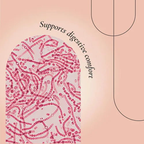 Vista 3 de ELLANU FloraNu Apoyo para la salud intestinal para mujeres mayores de 40 años Apoya la comodidad digestiva, la salud inmune y la absorción