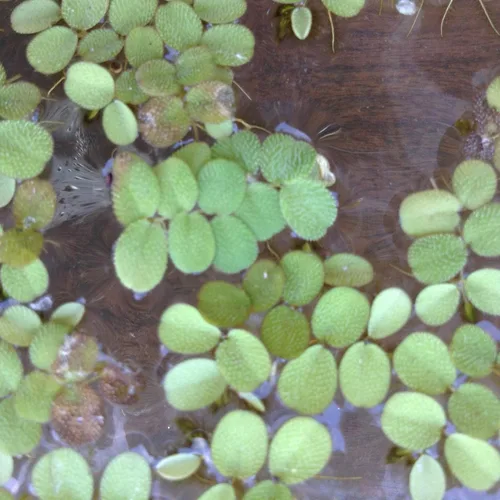 Vista 2 de 12 lentejuelas de agua (Salvinia Minima), sin caracol - Acuario vivo/planta flotante acuática por Aqua L'amour