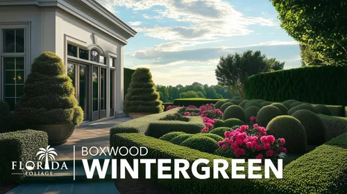 Vista 4 de Bojín de Wintergreen 1 planta de tamaño de galón grande Buxus Microphylla Arbusto perenne, follaje denso, jardín formal, bajo mantenimiento