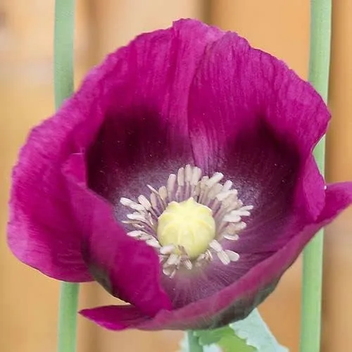 Vista 3 de Park Seed Semillas de plantas de flores de amapola, fáciles de cultivar, perfectas para jardín de primavera, gris increíble, paquete de 100