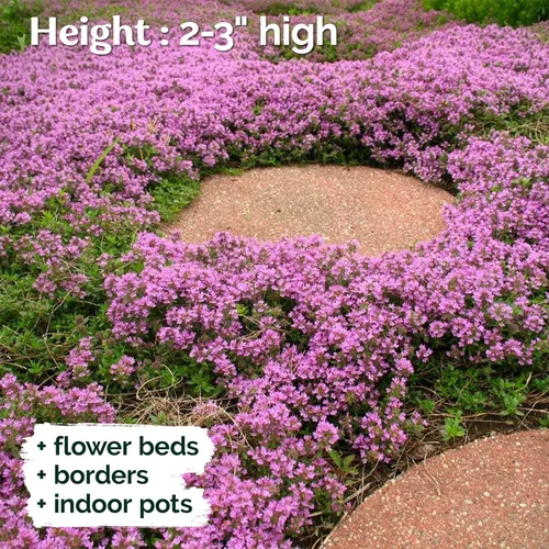 Vista 4 de KVITER 5000 semillas de tomillo rastrero morado para plantar (Thymus serpyllum), semillas de tomillo rastrero reliquia, plantas de cobertura