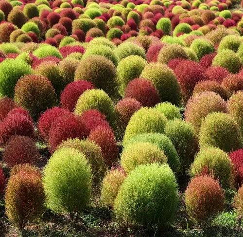 Vista 4 de 100 semillas de arbusto ardiente - (VERDE) Ciprés de verano, kochia scoparia