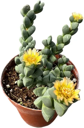 Vista 19 de Plantas de cactus suculentas vivas (2 pulgadas Opuntia Microdasy Golden Swirl Monstrose)