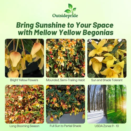 Vista 2 de Outsidepride Melow - Semillas de begonia amarilla Groovy para plantar, 10 semillas de flores perennes con flores grandes, hábito de crecimiento