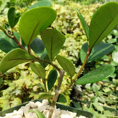 Vista 4 de Ficus triangularis