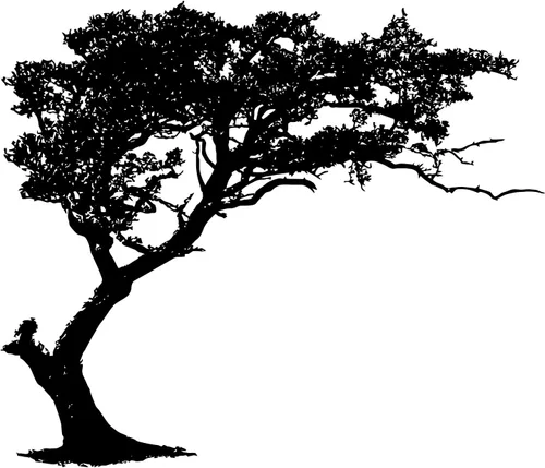 Vista 5 de Calcomanía de pared para sombra de árbol de 6 pies de alto (color negro) 72 pulgadas de alto x 85 pulgadas de ancho. (inclinado a la izquierda)