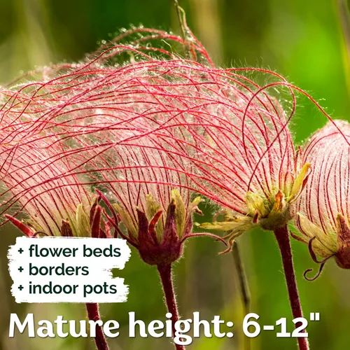 Vista 4 de KVITER 100 semillas de flores de humo de la pradera para plantar (Geum Triflorum) - Flores rosas, reliquias perennes y plantas de humo de pradera
