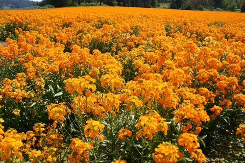 Vista 2 de Alhelí siberiano más de 100 semillas recién cosechadas, hermosas flores cortadas