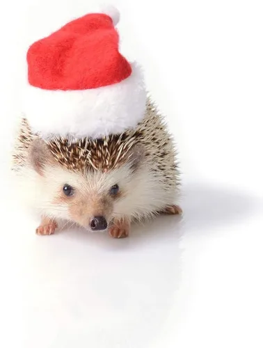 Vista 2 de Ropa de erizo, disfraz de Navidad, traje de Papá Noel, ropa de animal pequeño, forro polar hecho a mano, sudadera con capucha de erizo, accesorios