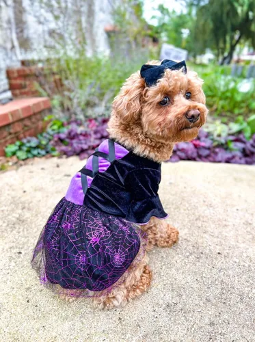 Vista 4 de Fitwarm Disfraz de bruja de Halloween para perro, ropa divertida para perros pequeños, vestido gótico para mascotas, traje para gato, terciopelo