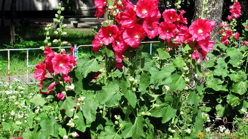 Vista 5 de Semillas Red Hollyhock Gigante Malva Flores de jardín perennes para plantar