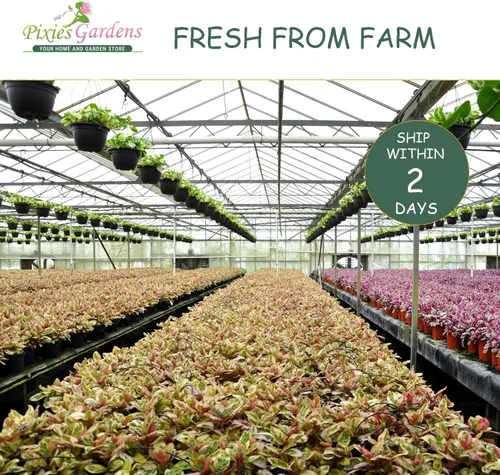 Vista 4 de Pixies Gardens Mutsu - Planta de fruta viva de manzano para plantar, fruta crujiente y jugosa con un toque atractivo de acidez
