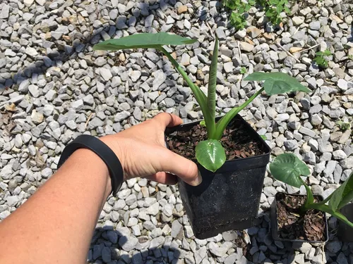 Vista 2 de Orejas de elefante de Jack's Giant en recipientes de 4 pulgadas (3 macetas de plantas)