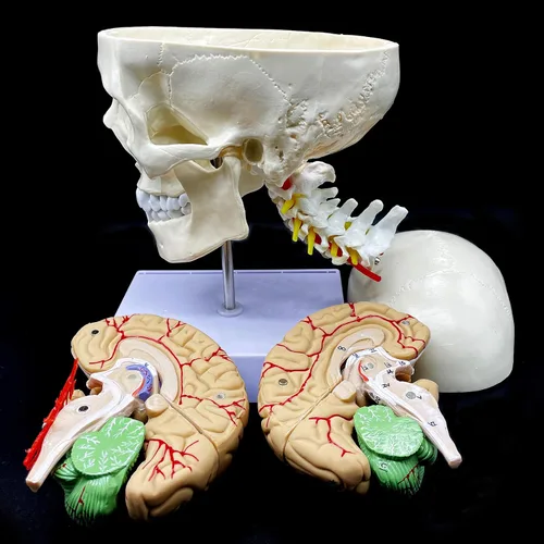 Vista 2 de Cráneo humano con cerebro y vértebra cervical Modelo anatómico Anatomía de tamaño real para estudio de aula de ciencias Modelo de enseñanza