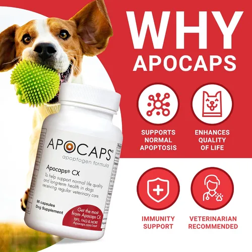 Vista 2 de apocaps CX apoptogen Fórmula para perros (90 Cápsulas), paquete de de 1