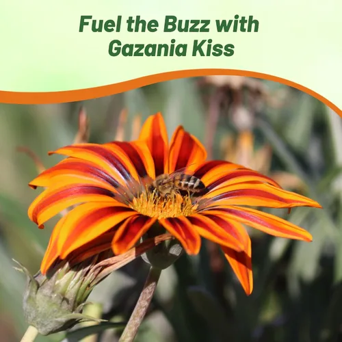 Vista 6 de Outsidepride Kiss Orange Frosty Flame Gazania Semillas para plantar – 25 piezas de semillas perennes, de bajo mantenimiento, tolerantes a la sequía