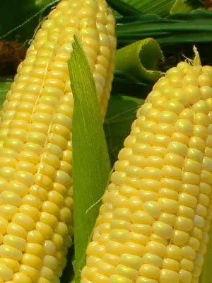 Vista 2 de Corn Golden Bantam 8 - Vegetales tradicionales de polinización abierta (1 libra de semillas)